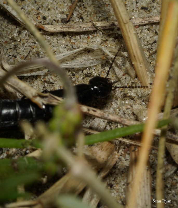 2022 - Bugs Galore In Texel - SA703457-bug.good_.cleaned.cropped