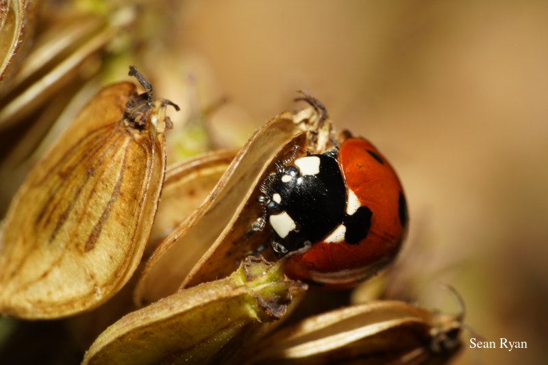 2022 - Bugs Galore In Texel - Every Day Photos