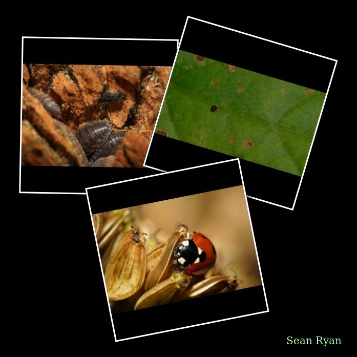 2022 - Bugs Galore In Texel