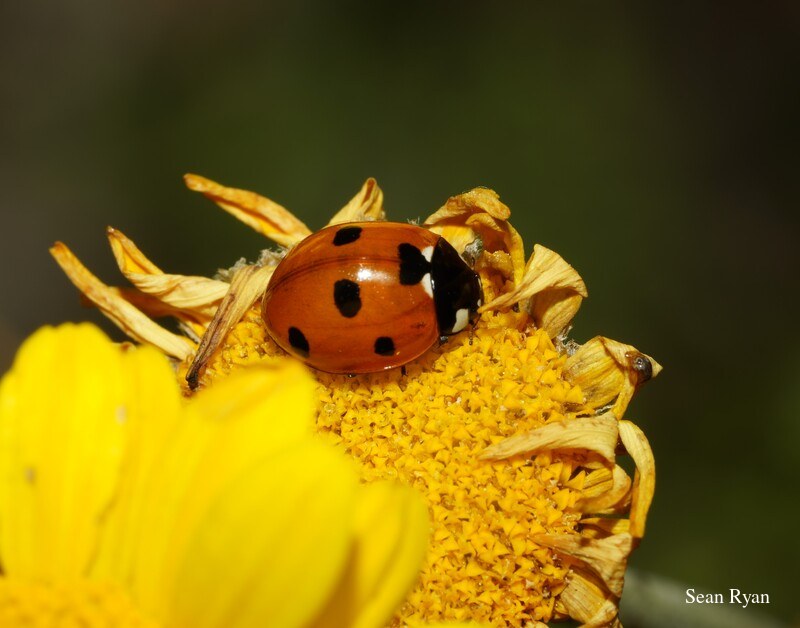 2022 - Delft Bugs Bees And Blooms - SA708431.good_.cropped
