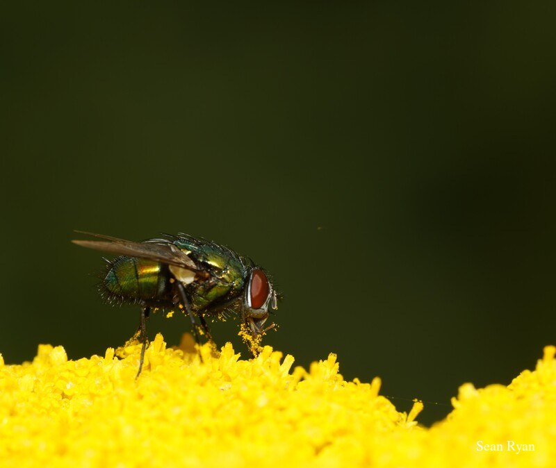 2022 - Delft Bugs Bees And Blooms - SA708480.good_.cropped