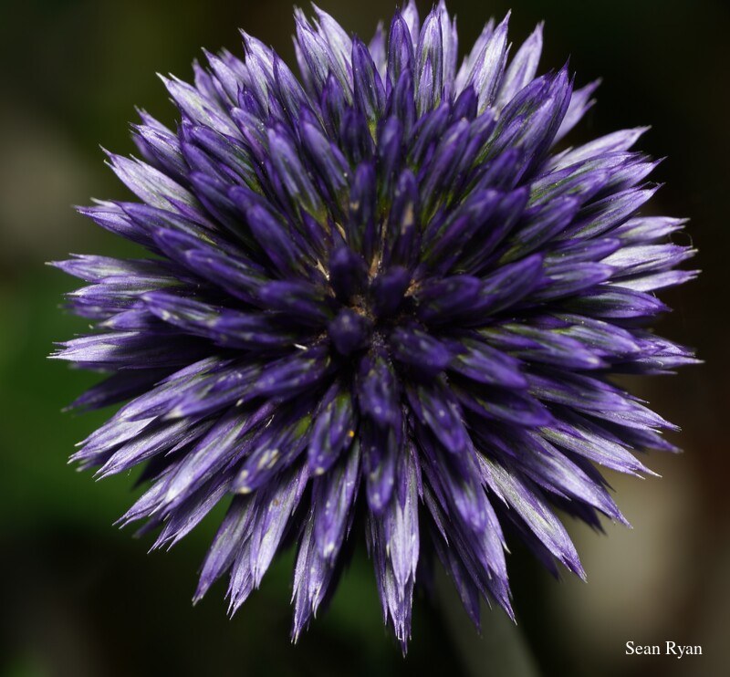 2022 - Delft Bugs Bees And Blooms - SA708507.ok_.cropped