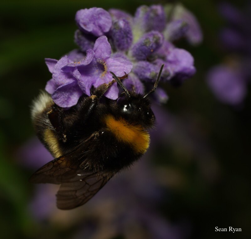 2022 - Delft Bugs Bees And Blooms - SA708552.ok_.cropped