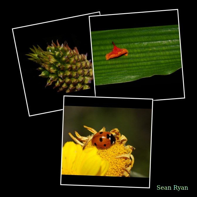 2022 - Delft Bugs Bees And Blooms