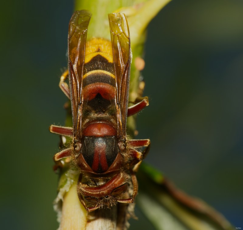 2022 - Macro Hornets And Stink-bugs Up Close - SA704227.editted