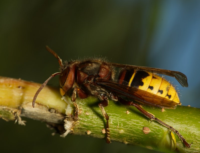 2022 - Macro Hornets And Stink-bugs Up Close - SA704244.editted.rotated