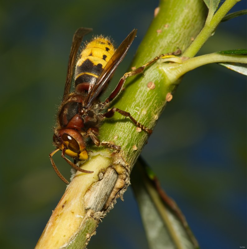 2022 - Macro Hornets And Stink-bugs Up Close - SA704249.editted