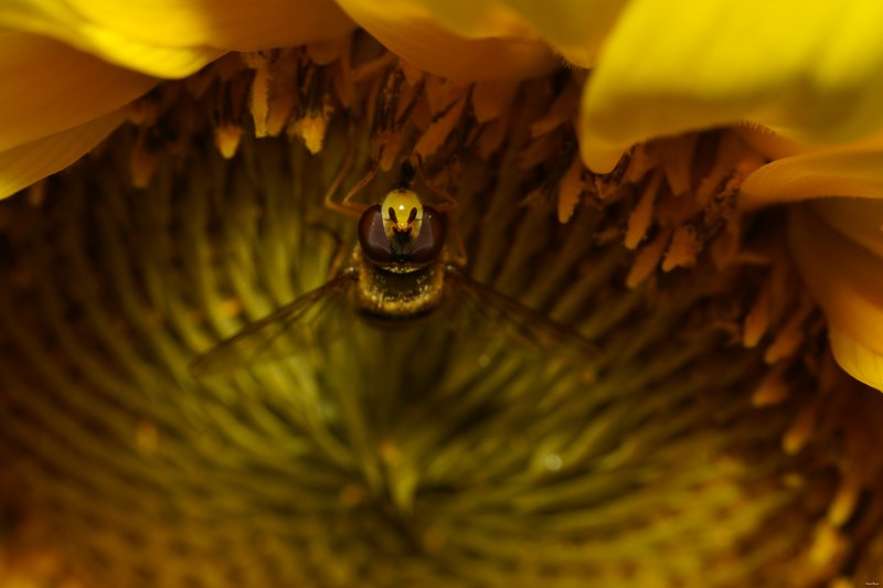 2022 - Macro Hornets And Stink-bugs Up Close - SA704255.ok