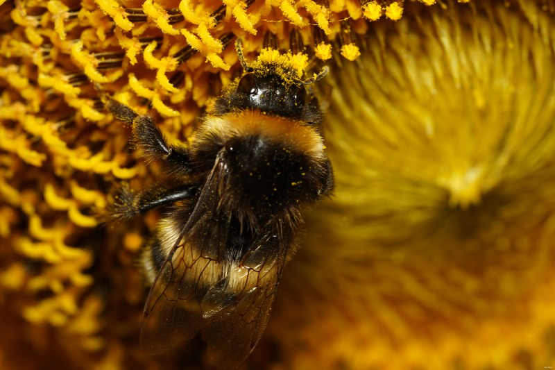 2022 - Macro Hornets And Stink-bugs Up Close - SA704257.good
