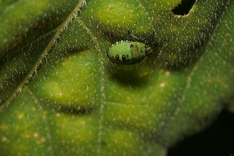 2022 - Macro Hornets And Stink-bugs Up Close - SA704287.good