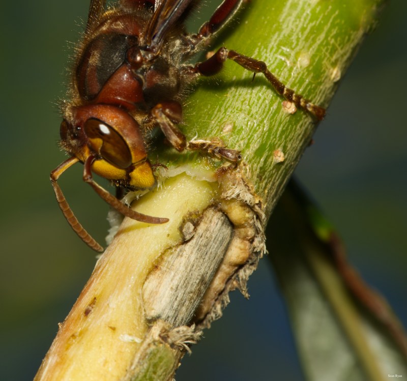 2022 - Macro Hornets And Stink-bugs Up Close - Every Day Photos