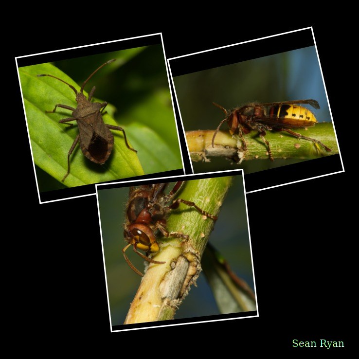 2022 - Macro Hornets And Stink-bugs Up Close