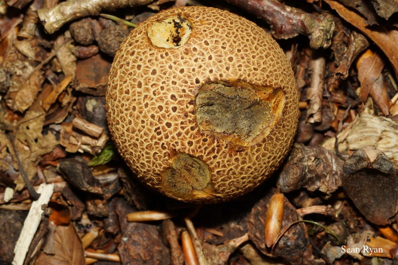 2022 - Macro Mushrooms - SA702567.best_