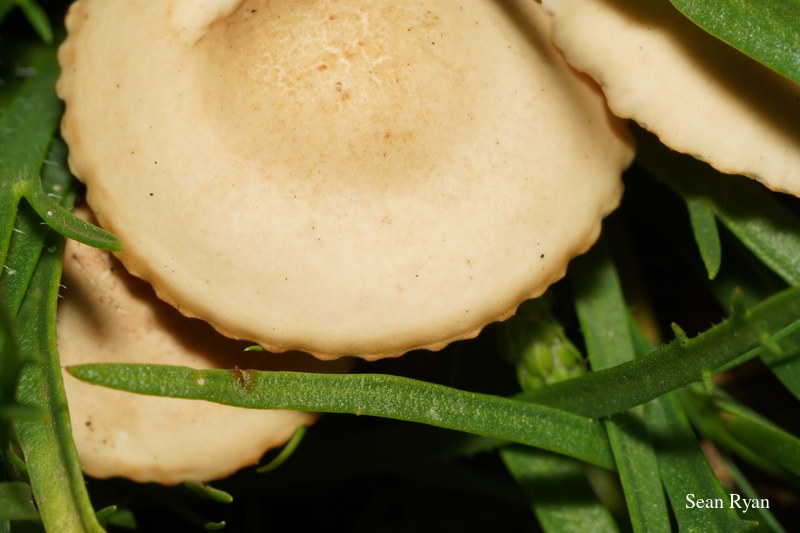 2022 - Macro Mushrooms - SA702711.ok_