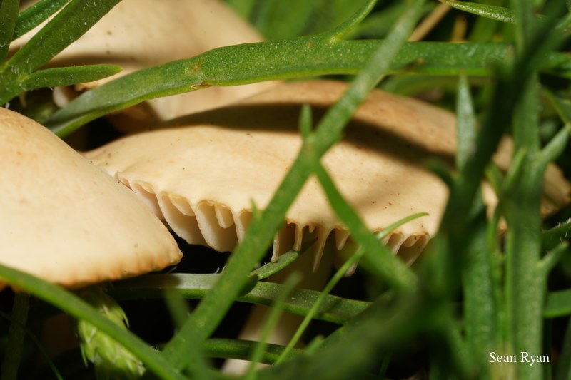 2022 - Macro Mushrooms - SA702717.ok_.clean_