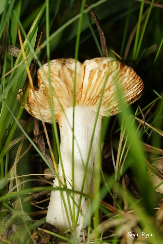 2022 - Macro Mushrooms - SA702722.ok_