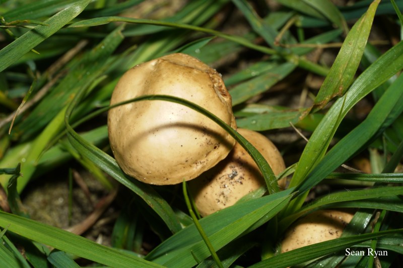 2022 - Macro Mushrooms - SA703284.ok_.2.clean-and-darker