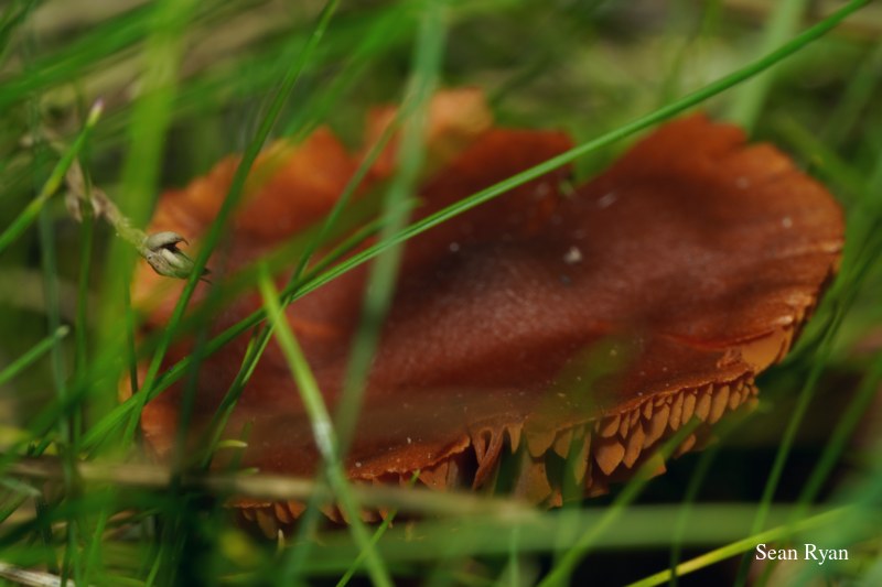 2022 - Macro Mushrooms - SA703306.clean_.temp-reduced