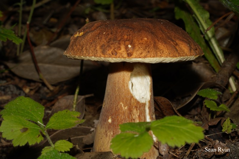 2022 - Macro Mushrooms - SA703331.good_.clean_.edited