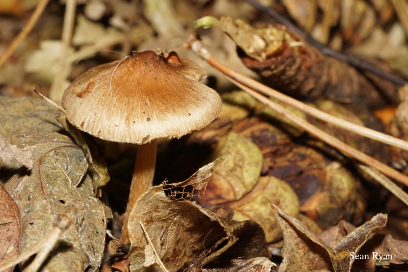 2022 - Macro Mushrooms - SA703355.ok_.2.clean_
