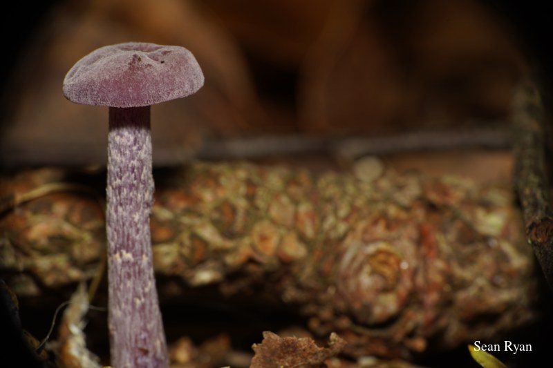 2022 - Macro Mushrooms - SA703364.ok_.2.clean_