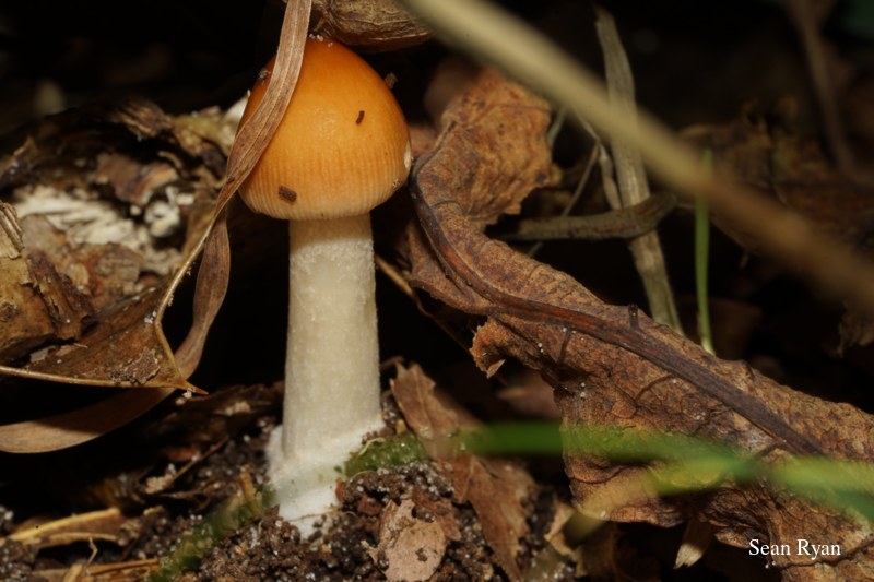 2022 - Macro Mushrooms - SA703389.ok_.edited