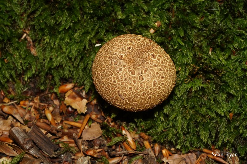 2022 - Macro Mushrooms - Every Day Photos