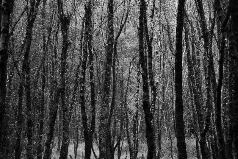 2022 - The Hills Rocks And Waters Of Glendalough - 02-SA704838.editted