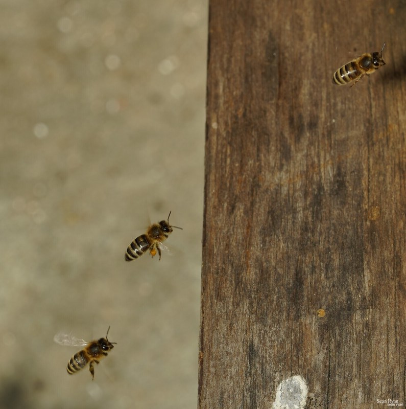 2023-07 - Flying Bees At Apiary Near Clingandael - The Hague - SA704888.good_.fly_.cropped