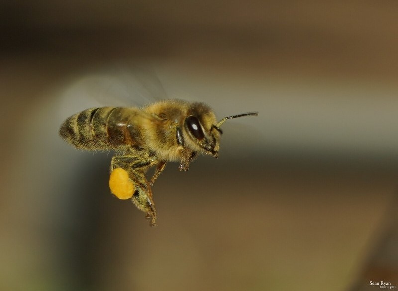 2023-07 - Flying Bees At Apiary Near Clingandael - The Hague - SA704936.good_.cropped