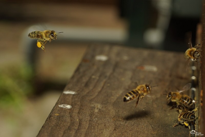 2023-07 - Flying Bees At Apiary Near Clingandael - The Hague - SA704936.good_.cropped.less_