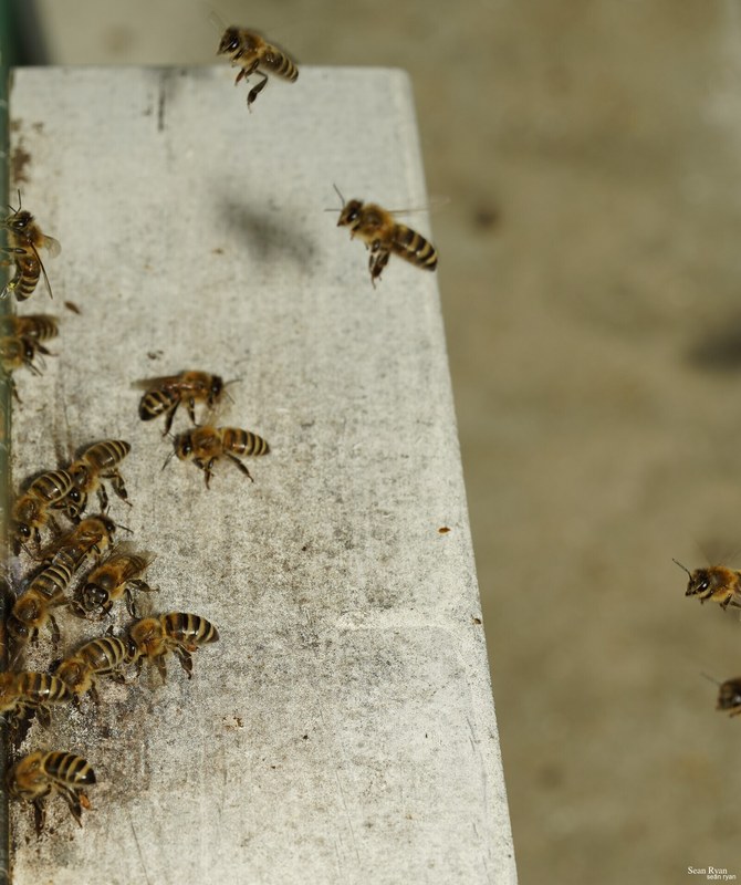 2023-07 - Flying Bees At Apiary Near Clingandael - The Hague - SA704961.good_.cropped