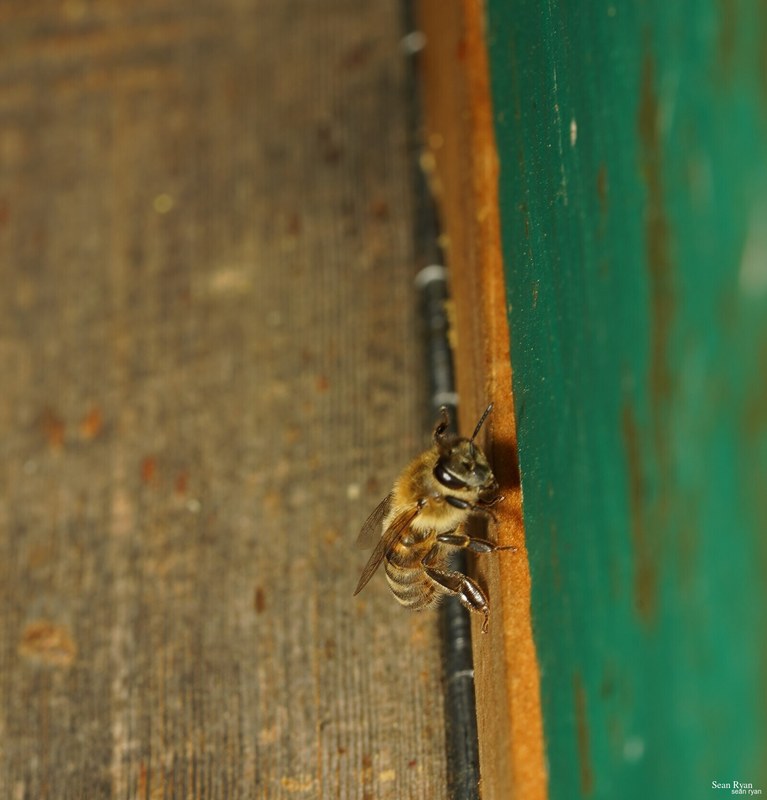 2023-07 - Flying Bees At Apiary Near Clingandael - The Hague - SA704969.ok_.cropped