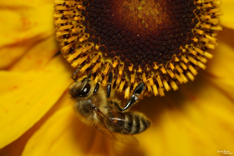 2023-07 - Flying Bees At Apiary Near Clingandael - The Hague - SA705027.good_