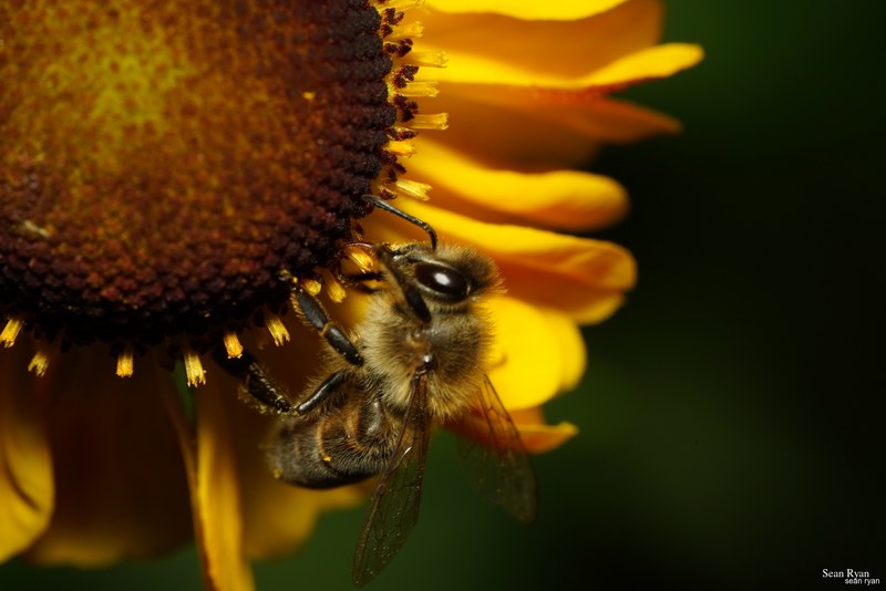 2023-07 - Flying Bees At Apiary Near Clingandael - The Hague - SA705040.good_