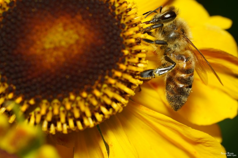 2023-07 - Flying Bees At Apiary Near Clingandael - The Hague - SA705043.good_