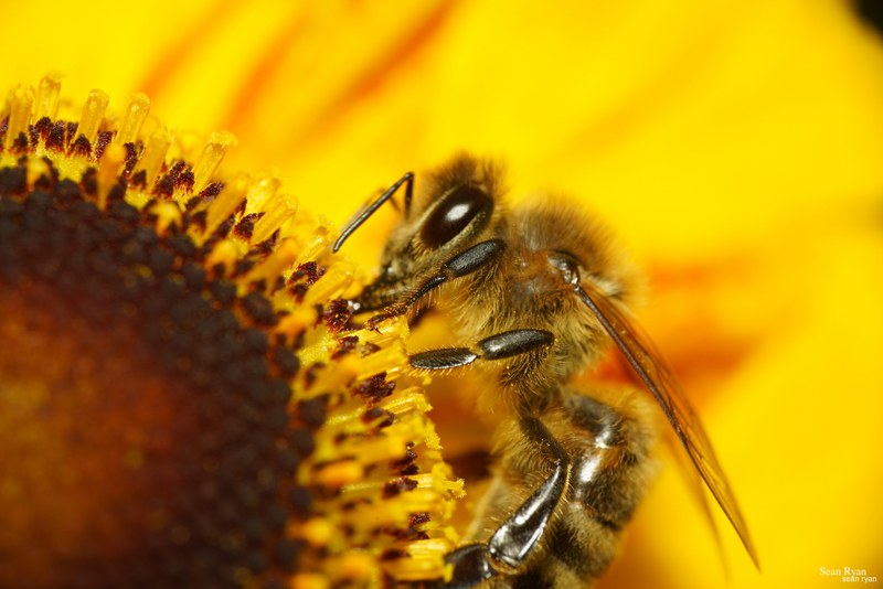 2023-07 - Flying Bees At Apiary Near Clingandael - The Hague - SA705056.ok_