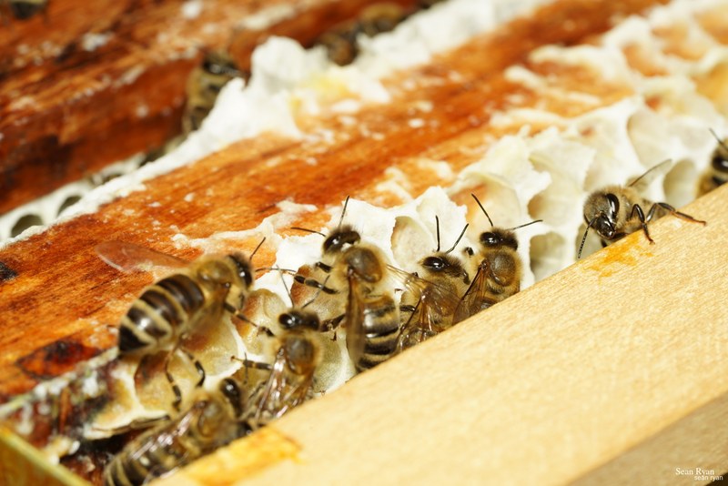 2023-07 - Flying Bees At Apiary Near Clingandael - The Hague - SA705080.ok_
