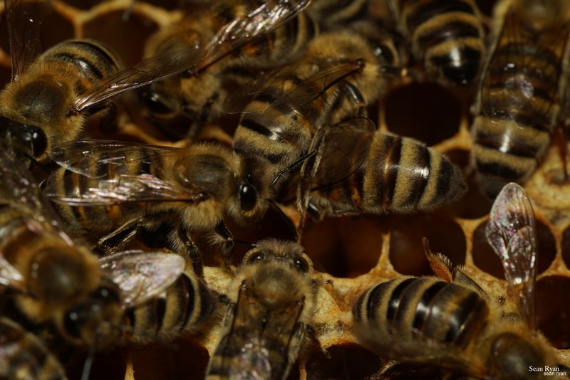 2023-07 - Flying Bees At Apiary Near Clingandael - The Hague - SA705103.ok_