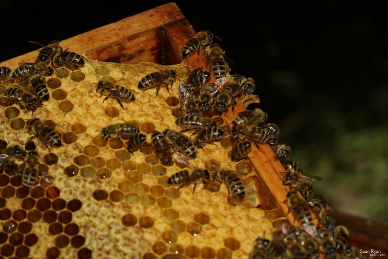 2023-07 - Flying Bees At Apiary Near Clingandael - The Hague - SA705105.ok_
