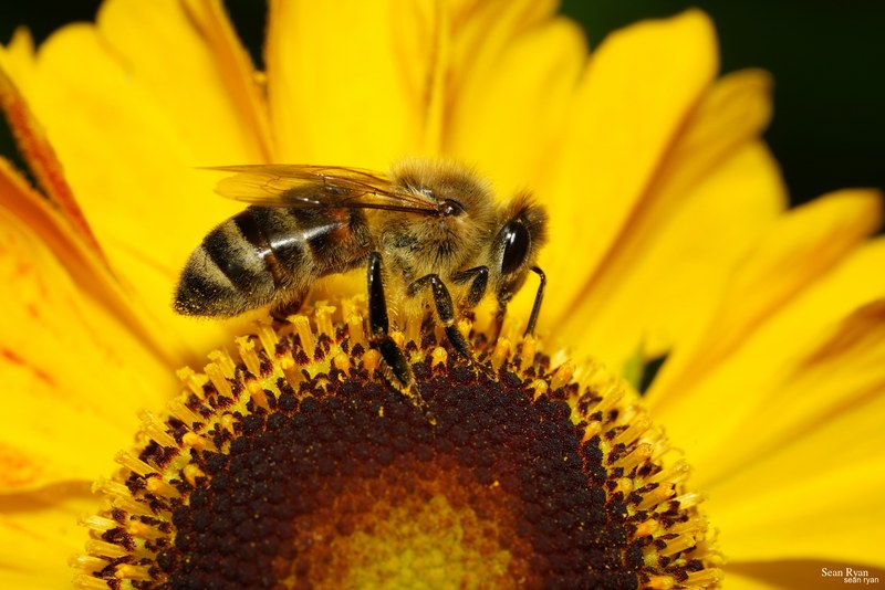 2023-07 - Flying Bees At Apiary Near Clingandael - The Hague - Every Day Photos