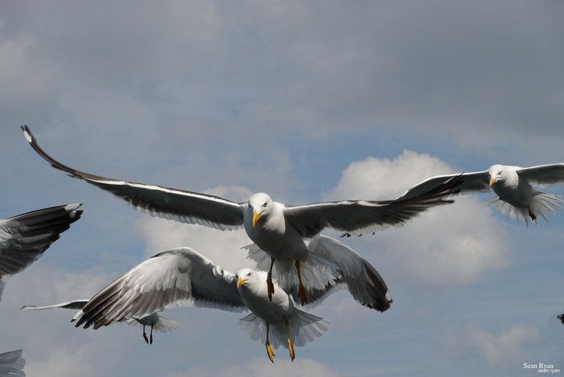 2023-08 - Birds Of Texel In Flight - RX105085.ok_