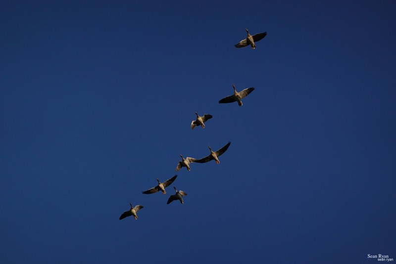 2023-08 - Birds Of Texel In Flight - RX105235.ok_.best_