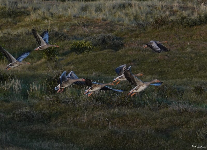 2023-08 - Birds Of Texel In Flight - RX105249.ok_.in-flight-near-ground.cropped