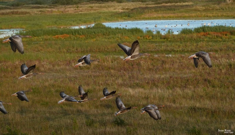 2023-08 - Birds Of Texel In Flight - RX105256.ok_.in-flight-near-ground.cropped
