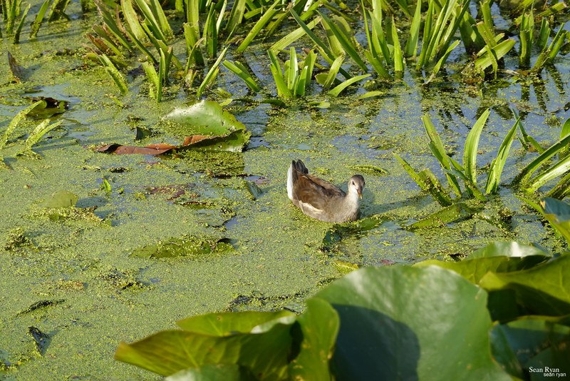 2023-08 - Birds Of Texel In Flight - RX105330.ok_.juvenile-waterhen