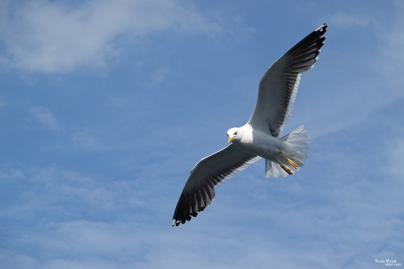 2023-08 - Birds Of Texel In Flight - Every Day Photos