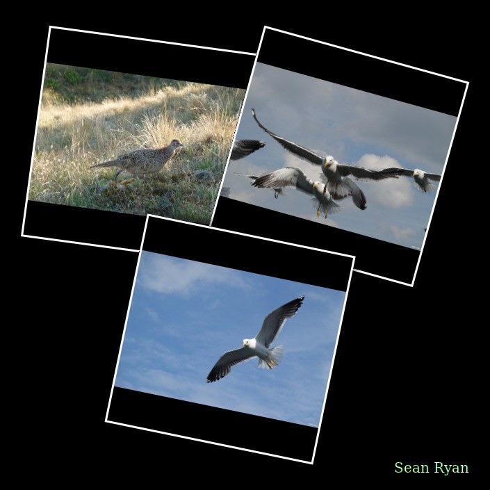 2023-08 - Birds Of Texel In Flight