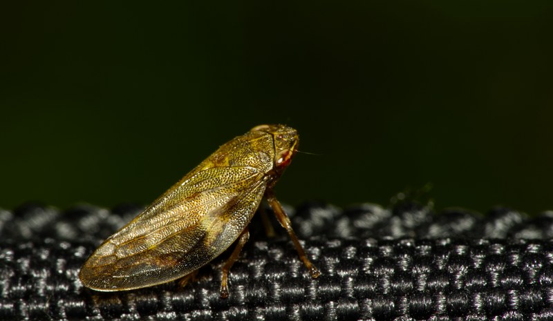 Bugs - SA706416.editted