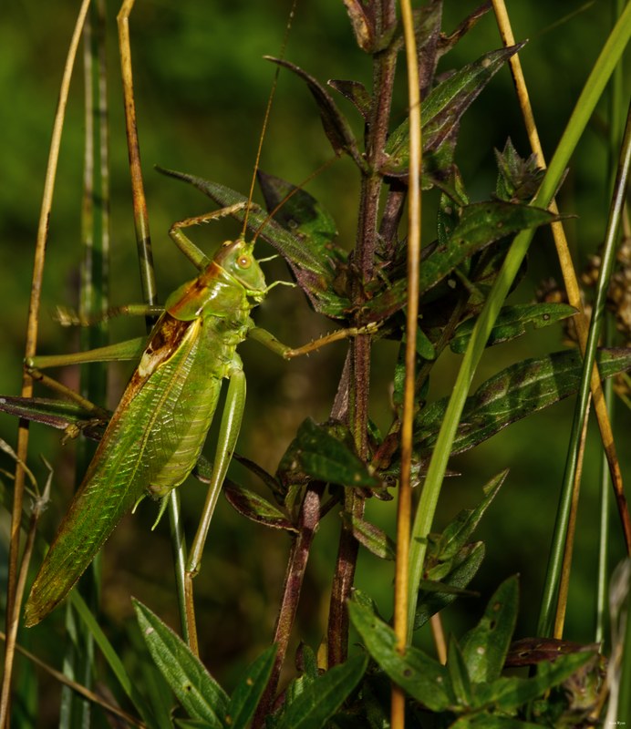 Bugs - SA706438.editted